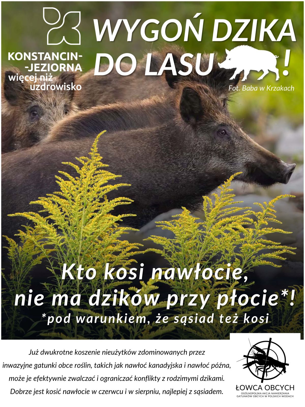 Ekspert przypomina: Sierpień to dobry czas na walkę z nawłocią