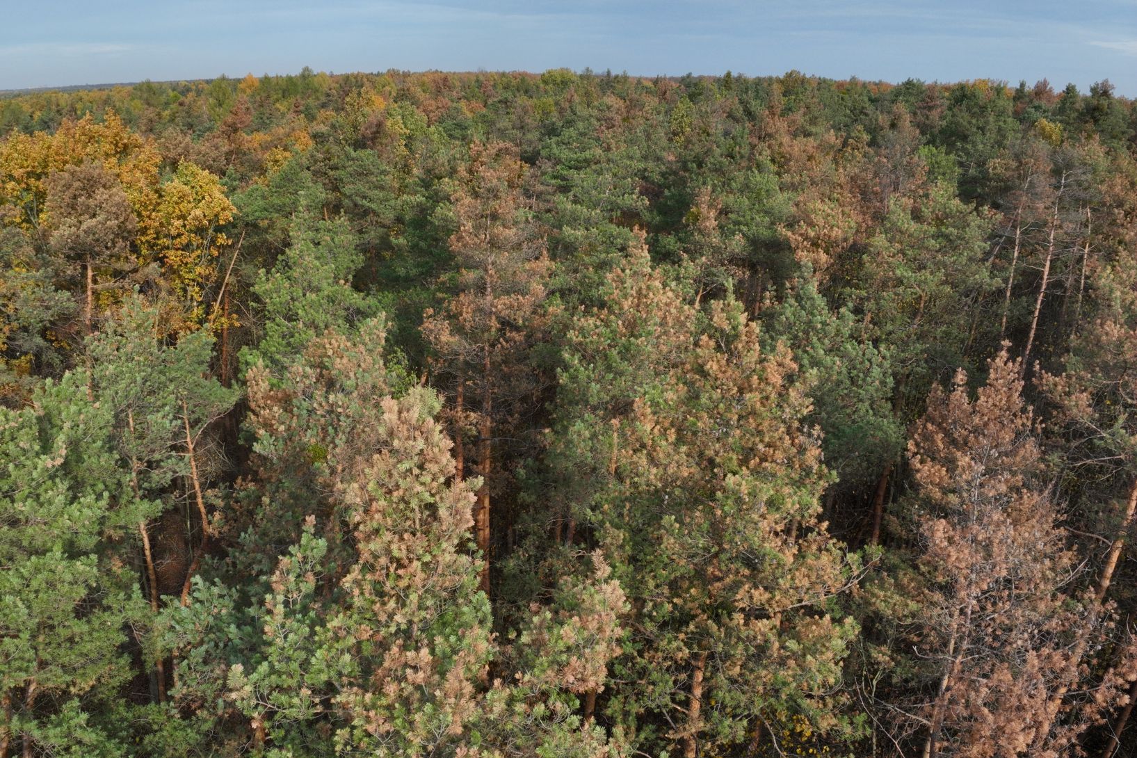 Chore sosny zagrażają lasom – apel Nadleśnictwa Chojnów